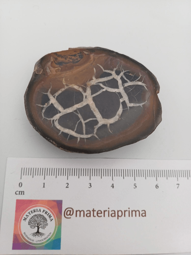 Septaria noir